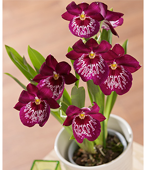 Bunches.co.uk Miltonia Orchid Plant PMILP