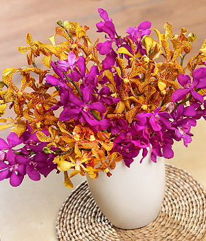 Mokara Orchids FOMK