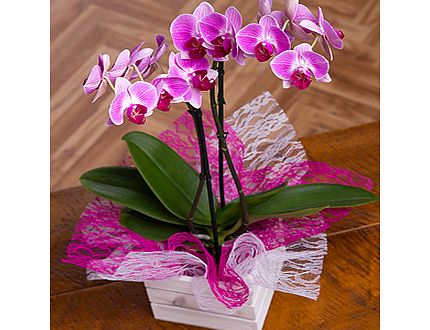 Bunches.co.uk Orchid in Mini Crate PPHCRT