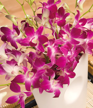 Bunches.co.uk Oriental Orchids FOO