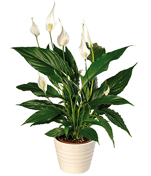 Bunches.co.uk Peace Lily PPLP