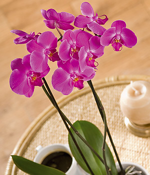 Bunches.co.uk Phalaenopsis Orchid PPHAP