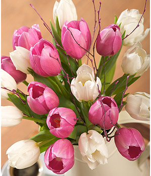 Pink and White Tulips FMDTUL