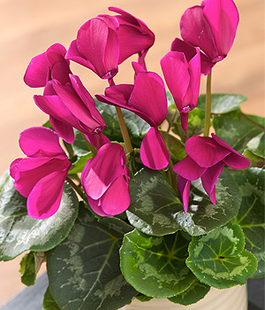 Bunches.co.uk Pink Cyclamen PCYCP