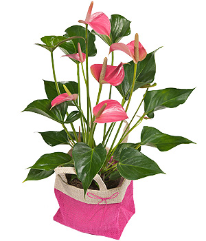 Bunches.co.uk Pink Flamingo Plant PANTHU