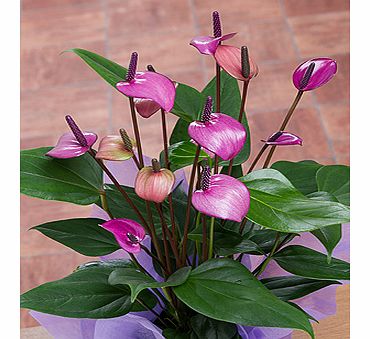 Bunches.co.uk Purple Anthurium in crate PACRT