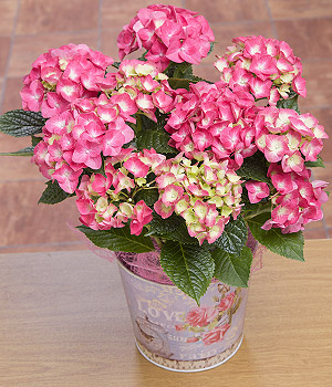 Bunches.co.uk Summer Hydrangea PHYDR