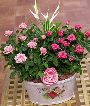Bunches.co.uk Vintage Rose Planter PMDLP