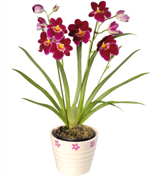 Bunches Miltonia Orchid Plant