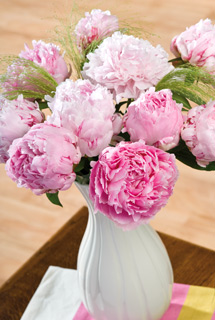 Bunches Pink Peonies