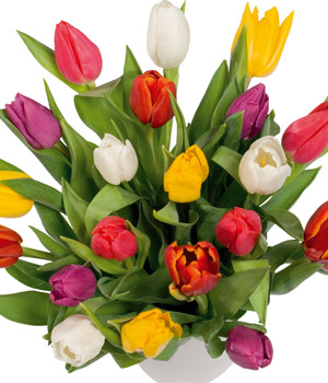 Bunches Spring Tulips