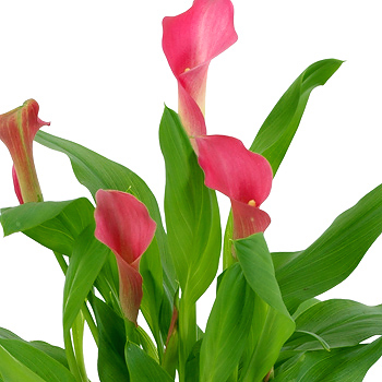 calla Lily - Pink - flowers