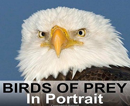 Calvendo Birds of Prey in Portrait: Birds of Prey in Portrait - Bird Photo Calendar by Birdimagency.Com (Calvendo Animals)