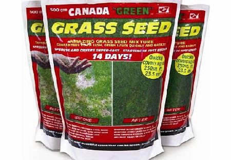 Canada Green Grass Seed, 500 Grams