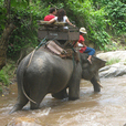 Chiang Mai Safari - Adult