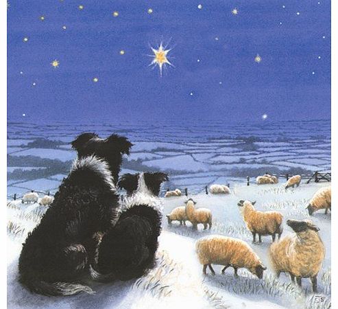 Winters Watch Border Collie & Sheep Christmas Cards Pack
