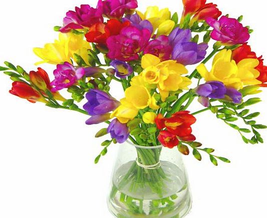 Clare Florist Gorgeous Scented Freesia Fresh Flower Bouquet