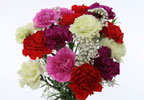 Classic Carnations Bouquet