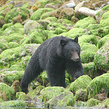 Coastal Bear Watching in Tofino - Adult