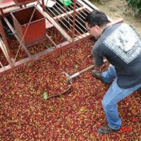 Coffee Tour - From San Jose Coffee Plantation Tour