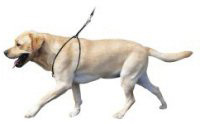 Lupi Dog Harness (Medium)