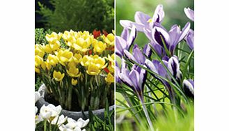 Crocus Bulbs - Twin Pack