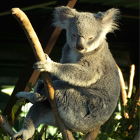Cuddle a Koala Tour ATS Pacific Sydney Cuddle a Koala Tour