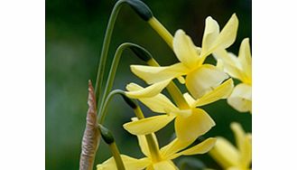 Daffodil Bulbs - Hawera