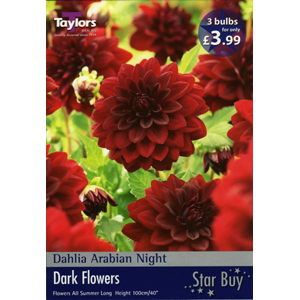 Dahlia Arabian Night Bulbs