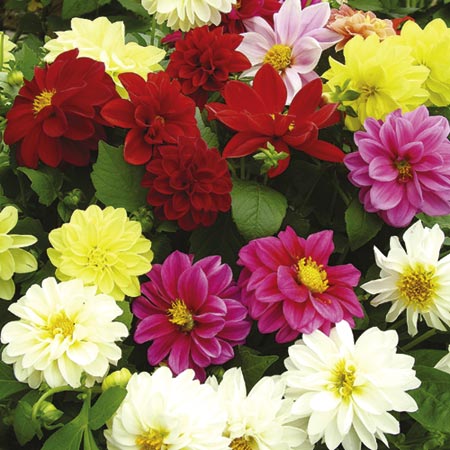 Dwarf Delight Mixed Plants Pack of 20