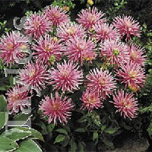 dahlia Park Princess Bulb