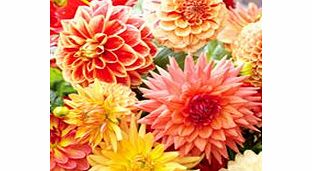 Dahlia Tubers - Orange/Salmon Mix