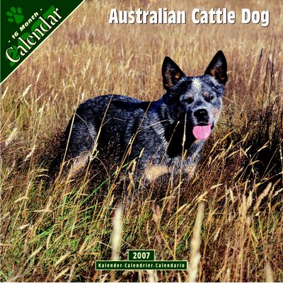 Dog Australian Cattle Dog 2006 Calendar