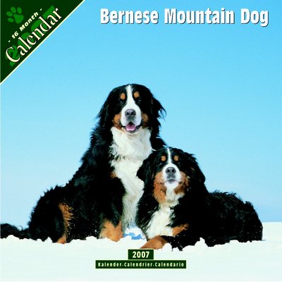 Dog Bernese Mountain Dog 2006 Calendar
