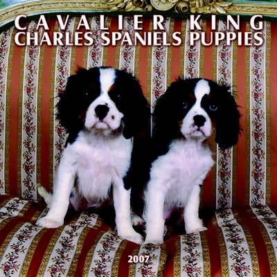 Dog Cavalier King Charles Spaniel - Puppies 2006 Calendar
