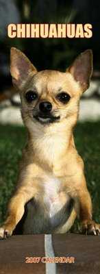 Dog Chihuahua - SLIM 2006 Calendar