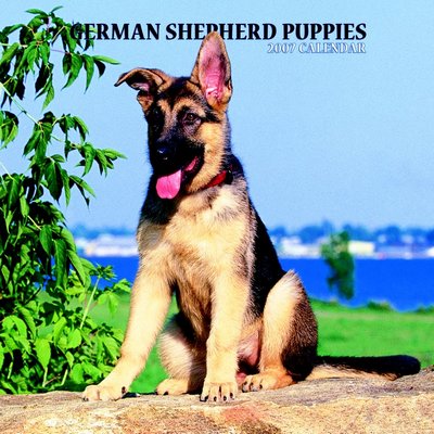 Dog German Shepherd - Puppies 2006 Calendar