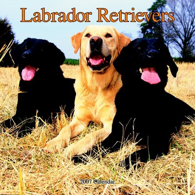 Dog Labrador Retriever 2006 Calendar