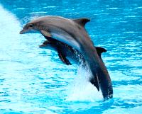 Dolphin (2 Days) Swim Child Ticket