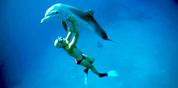 Dolphin Adventures ``Swim with the Dolphins