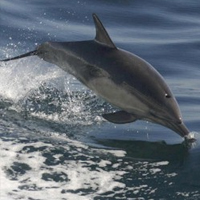 Dolphin and Whale Watching for 2 - Penzance