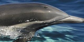 Dolphin Watching for Two in Scotland