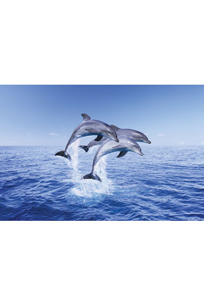 Dolphin Trio Large Maxi Poster PP30267