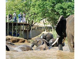 Elephant Interaction with Hotel Transfers -