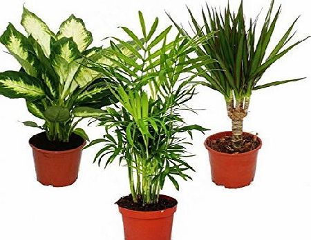 exotenherz Indoor plant mix II 3rd sets, 1x Dieffenbachia, 1x Chamaedorea (mountain palm) 1x Dracena marginata (dragons tree), 10-12cm pots, green plants set