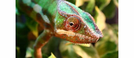 Exotic Animal Masterclass Photography Day