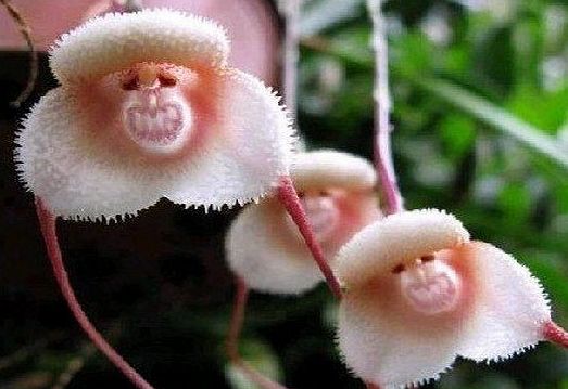 Exotic Plants Monkey face Orchid - Monkey face Orchid - 20 seeds