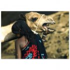 Fair Trade Media Afar Women With Camel Card 2231
