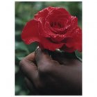 Rose Gift Tag - 10 pack