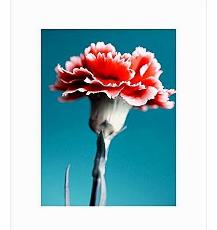 30 x 20-inch / 76.2 x 50.8 cm Red Carnation and Blue Photographic Print